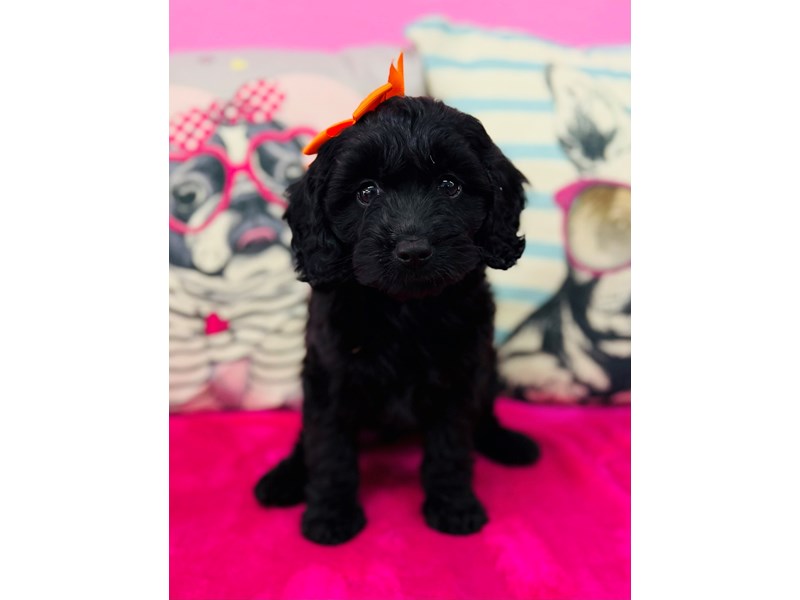 Miniature Goldendoodle – 3882