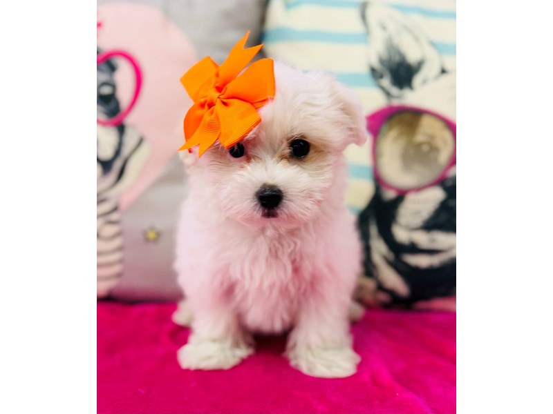 Morkie – 3884