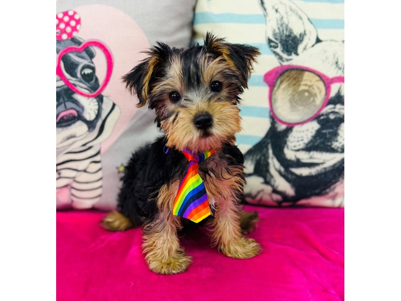 Yorkshire Terrier – 3883