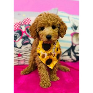 Toy Poodle - 3886