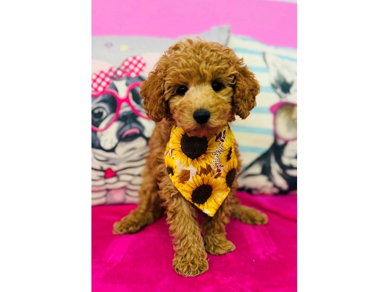 Toy Poodle – 3886