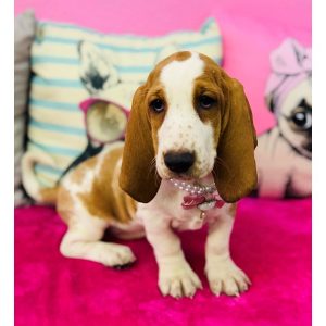 Basset Hound - 3888