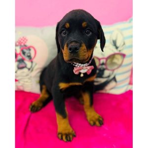 Rottweiler - 3885