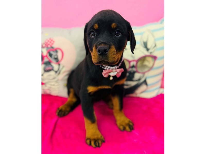 Rottweiler – 3885
