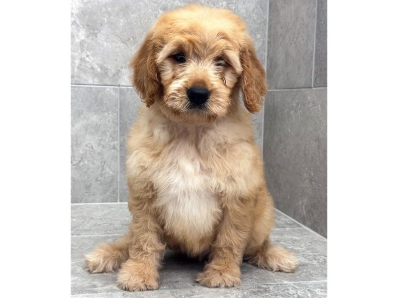 Standard Goldendoodle – 3893