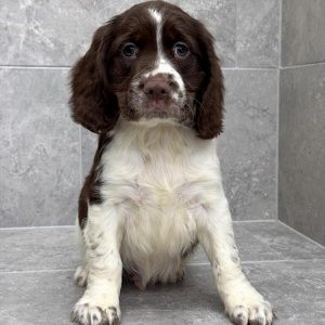English Springer Spaniel - 3894