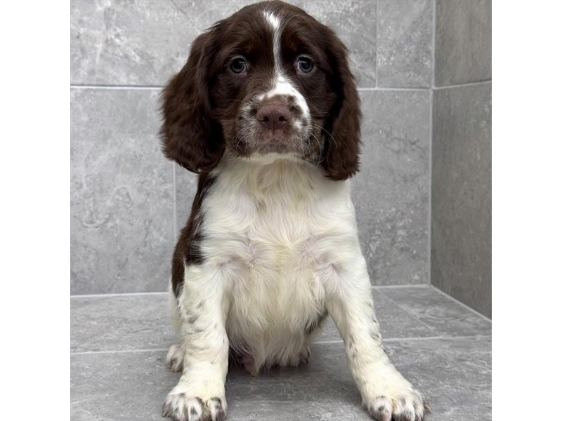 English Springer Spaniel – 3894