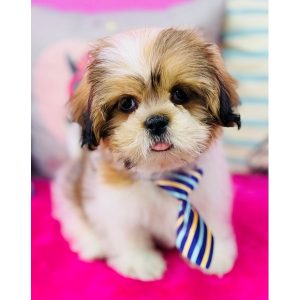 Shih Tzu - 3890