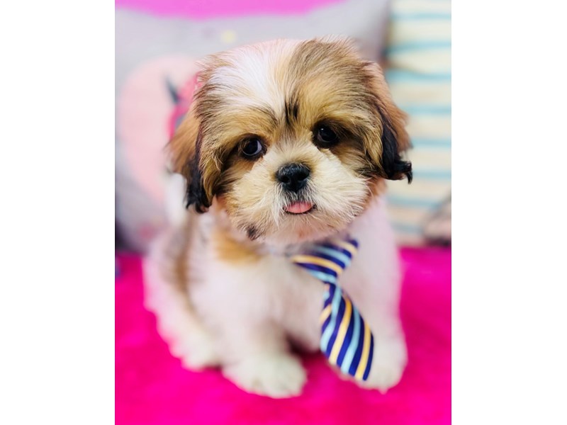 Shih Tzu – 3890