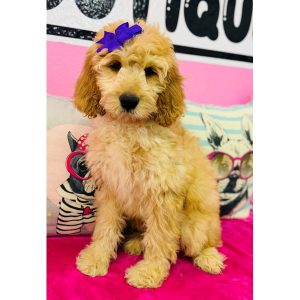 Standard Goldendoodle - 3893