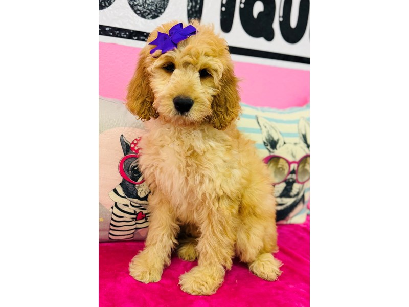 Standard Goldendoodle – 3893