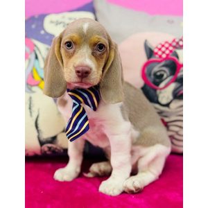 Beagle - 3891
