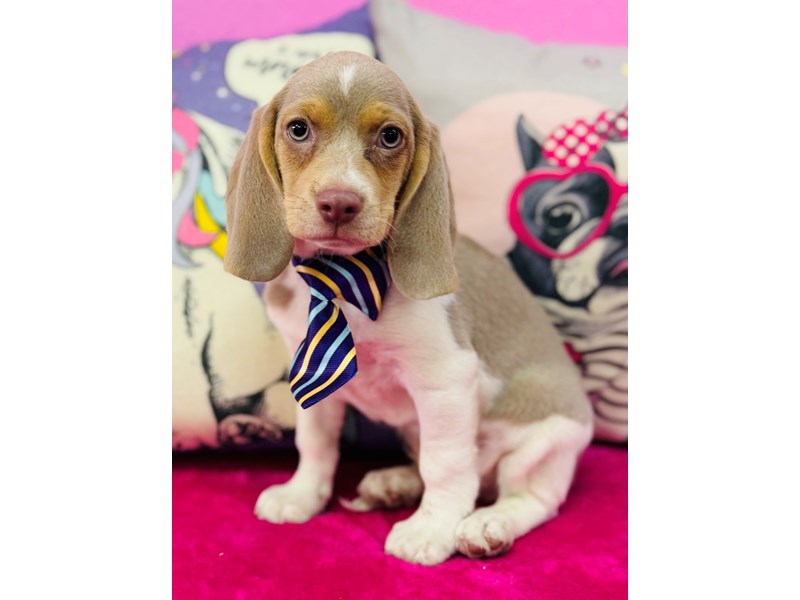 Beagle – 3891