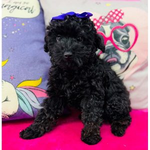 Toy Poodle - 3895