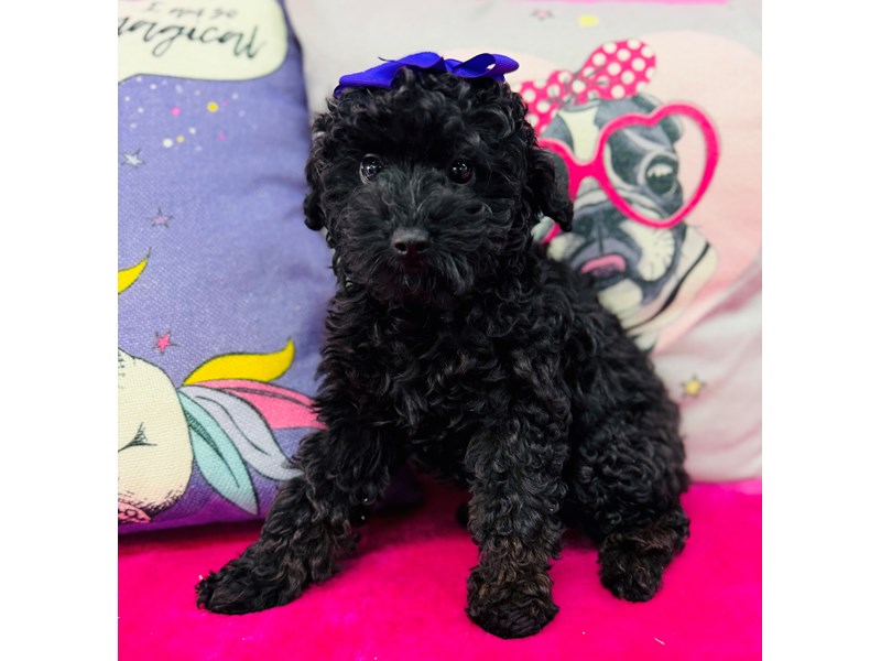 Toy Poodle – 3895