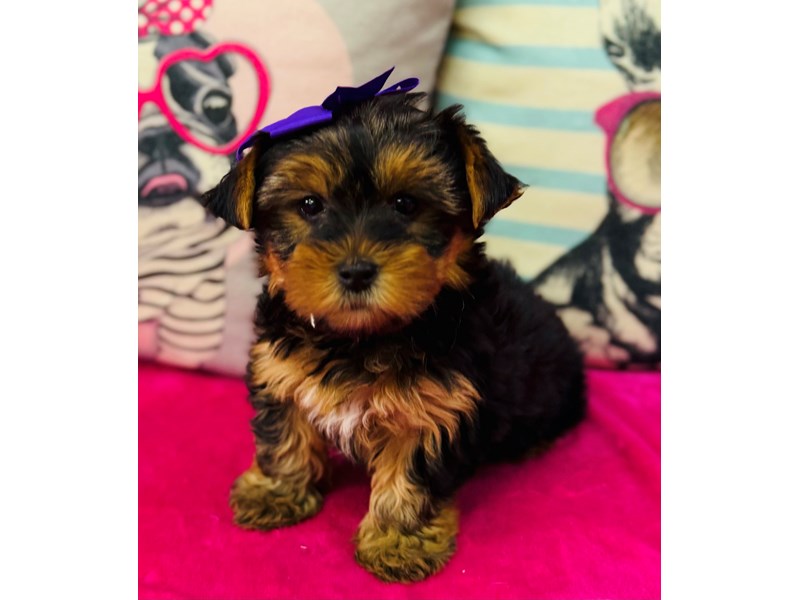 Yorkshire Terrier – 3892