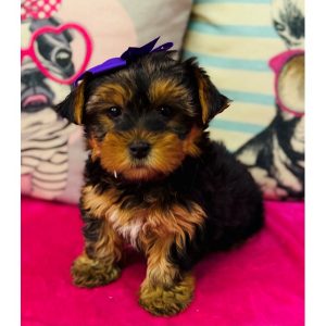 Yorkshire Terrier - 3892