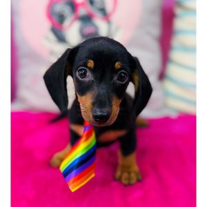 Dachshund - 3896
