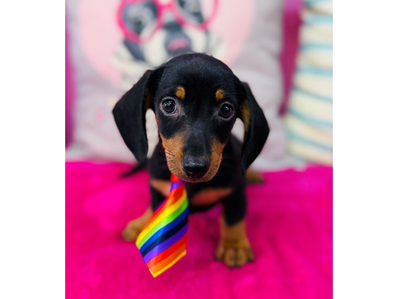 Dachshund – 3896