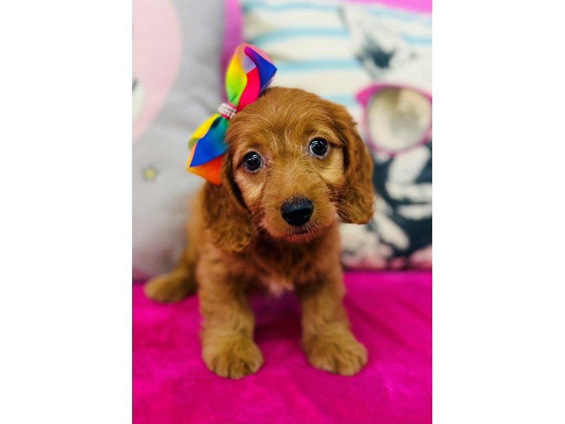 Dachshund – 3897