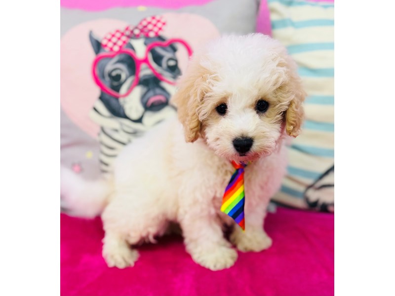 Bichonpoo – 3900