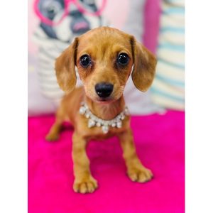 Dachshund - 3898