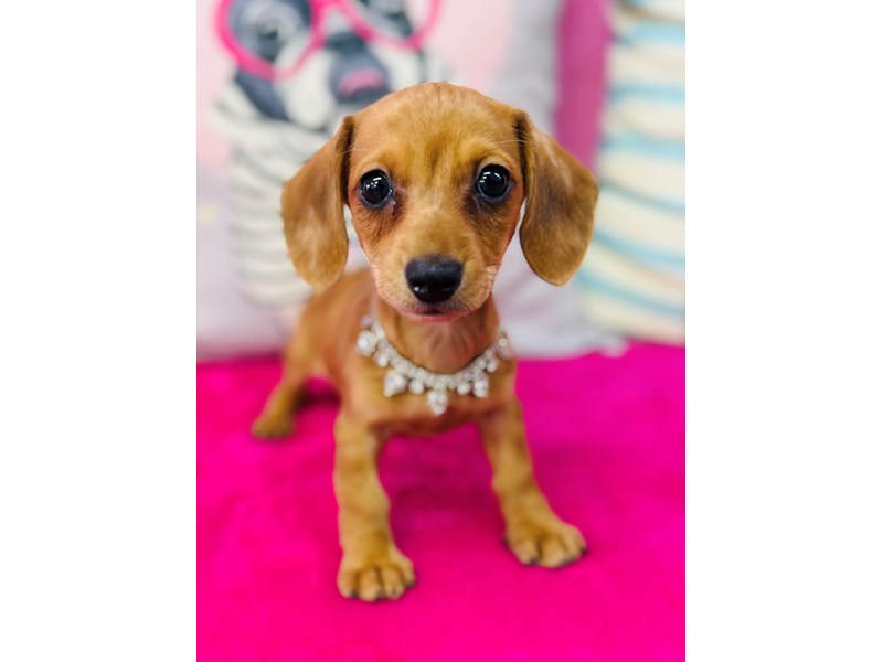 Dachshund – 3898