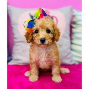 Miniature Poodle - 3901