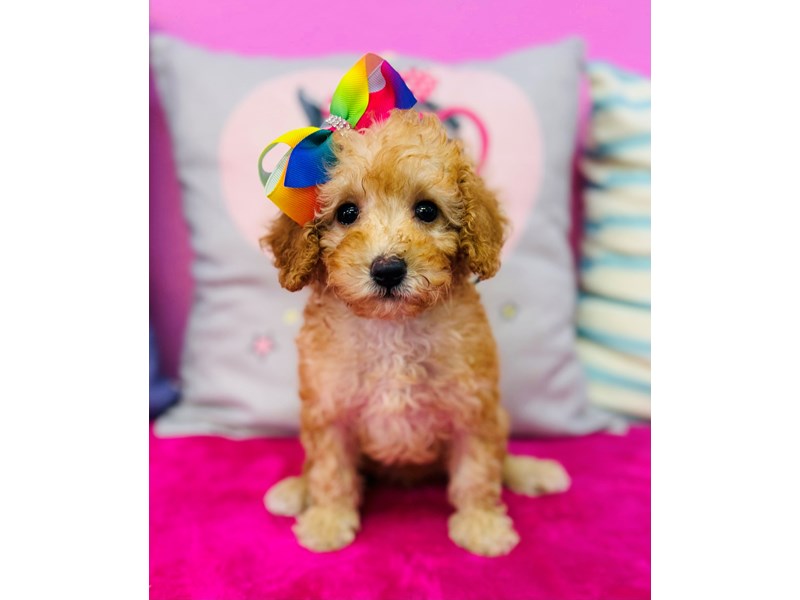 Miniature Poodle – 3901