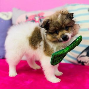 Pomeranian - 3858