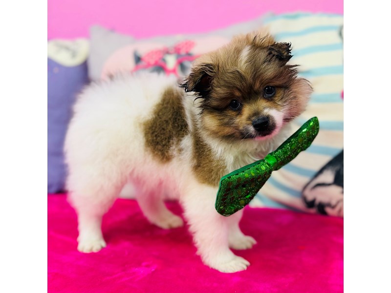 Pomeranian – 3858