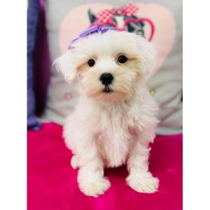 Maltese - 3871