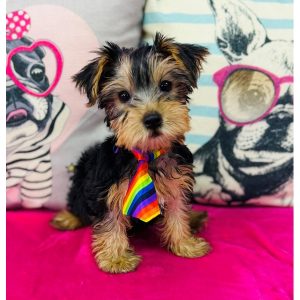 Yorkshire Terrier - 3883