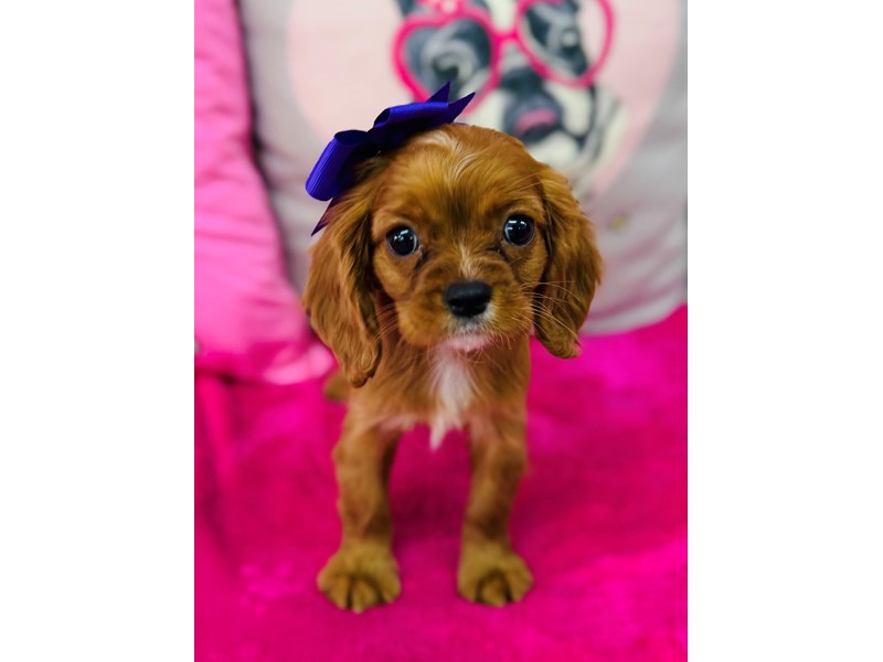 Cavalier King Charles Spaniel – 3902