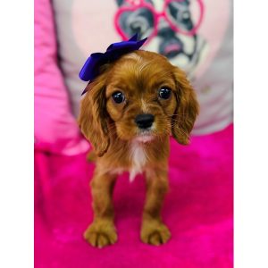 Cavalier King Charles Spaniel - 3902
