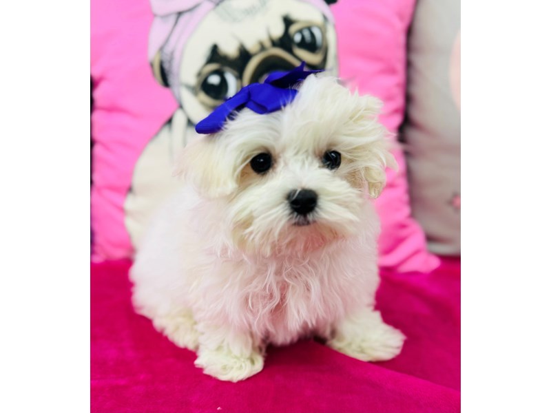 Maltese – 3903