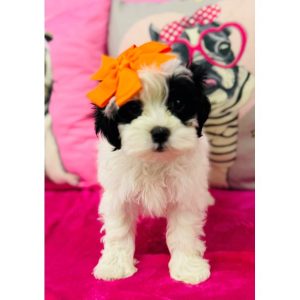 Shihpoo - 3904