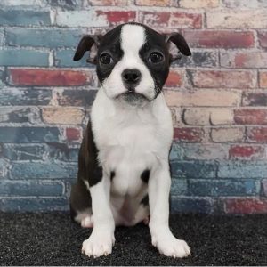Boston Terrier - 3907