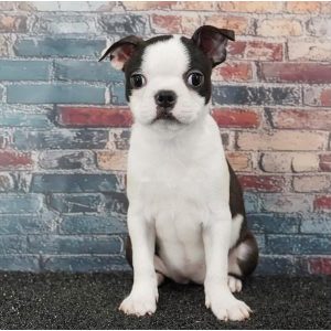 Boston Terrier - 3908