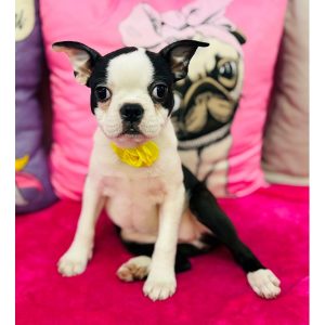 Boston Terrier - 3908