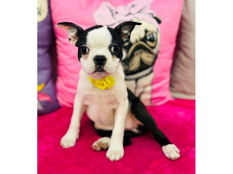Boston Terrier – 3908