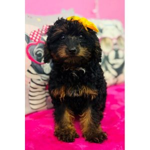 Yorkiepoo - 3909