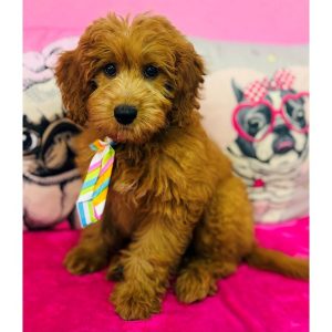 Goldendoodle Mini - 3906