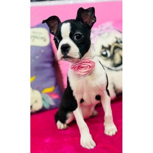 Boston Terrier - 3907