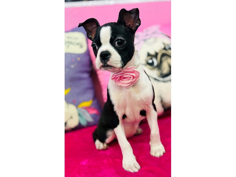 Boston Terrier – 3907