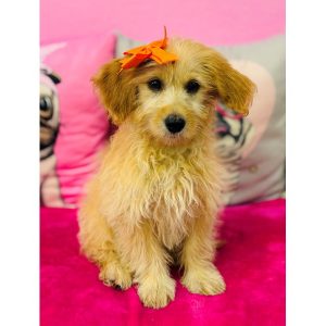Goldendoodle Mini - 3905