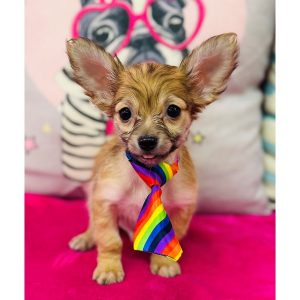 Chihuahua - 3880