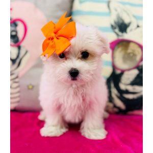 Morkie - 3884