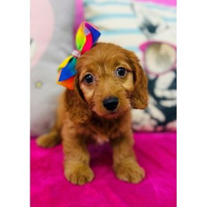 Dachshund - 3897
