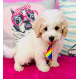 Bichonpoo - 3900